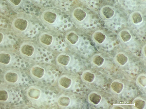  ( - HMSC174-03564)  @11 [ ] by-nc-sa  Unspecified Huntsman Marine Science Centre