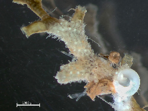  ( - HMSC174-03626)  @11 [ ] by-nc-sa  Unspecified Huntsman Marine Science Centre