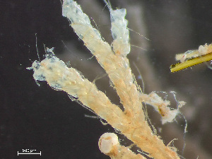  (Caberea - HMSC174-03627)  @11 [ ] by-nc-sa  Unspecified Huntsman Marine Science Centre