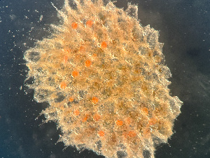  ( - HMSC174-03636)  @11 [ ] by-nc-sa  Unspecified Huntsman Marine Science Centre