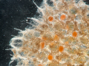  ( - HMSC174-03636)  @11 [ ] by-nc-sa  Unspecified Huntsman Marine Science Centre