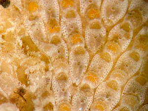  ( - HMSC174_03953)  @11 [ ] by-nc-sa  Unspecified Huntsman Marine Science Centre