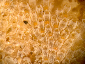  ( - HMSC174_03954)  @11 [ ] by-nc-sa  Unspecified Huntsman Marine Science Centre