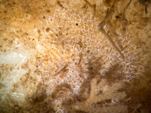  ( - HMSC174_03954)  @11 [ ] by-nc-sa  Unspecified Huntsman Marine Science Centre