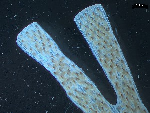  ( - 25INNU_23)  @11 [ ] CreativeCommons - Attribution Share-Alike (2025) Unspecified Huntsman Marine Science Centre