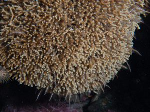  ( - HMSC174_02469)  @11 [ ] CreativeCommons - Attribution Share-Alike (2025) Unspecified Huntsman Marine Science Centre