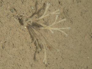  ( - HMSC174_02503)  @11 [ ] CreativeCommons - Attribution Share-Alike (2025) Unspecified Huntsman Marine Science Centre