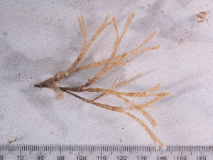  ( - HMSC174_02503)  @11 [ ] CreativeCommons - Attribution Share-Alike (2025) Unspecified Huntsman Marine Science Centre