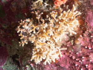  ( - HMSC174_02535)  @11 [ ] CreativeCommons - Attribution Share-Alike (2025) Unspecified Huntsman Marine Science Centre