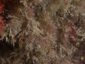  ( - HMSC174_02610)  @11 [ ] CreativeCommons - Attribution Share-Alike (2025) Unspecified Huntsman Marine Science Centre