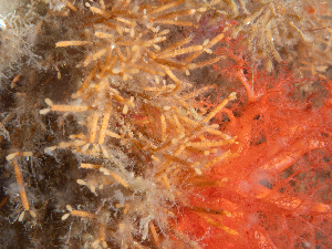  ( - HMSC174_02611)  @11 [ ] CreativeCommons - Attribution Share-Alike (2025) Unspecified Huntsman Marine Science Centre