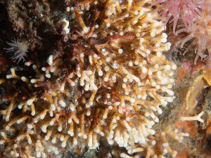  ( - HMSC174_02480)  @11 [ ] CreativeCommons - Attribution Share-Alike (2025) Unspecified Huntsman Marine Science Centre