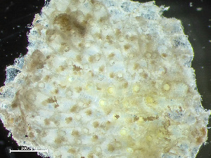  ( - HMSC174-00179)  @11 [ ] by-nc-sa  Unspecified Huntsman Marine Science Centre