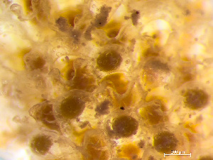  (Umbonulidae - HMSC174-00713)  @11 [ ] CreativeCommons - Attribution Non-Commercial Share-Alike (2023) Unspecified Huntsman Marine Science Centre