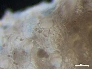  ( - HMSC174_01117)  @11 [ ] CreativeCommons - Attribution Share-Alike (2025) Unspecified Huntsman Marine Science Centre