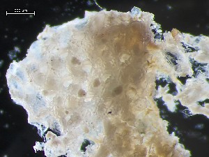  ( - HMSC174_01117)  @11 [ ] CreativeCommons - Attribution Share-Alike (2025) Unspecified Huntsman Marine Science Centre