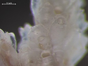  ( - HMSC174_01332)  @11 [ ] CreativeCommons - Attribution Share-Alike (2025) Unspecified Huntsman Marine Science Centre