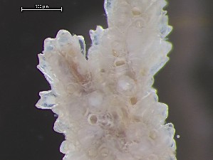  ( - HMSC174_01332)  @11 [ ] CreativeCommons - Attribution Share-Alike (2025) Unspecified Huntsman Marine Science Centre