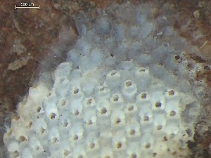  ( - HMSC174_01344)  @11 [ ] CreativeCommons - Attribution Share-Alike (2025) Unspecified Huntsman Marine Science Centre