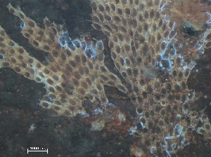  ( - HMSC174_01347)  @11 [ ] CreativeCommons - Attribution Share-Alike (2025) Unspecified Huntsman Marine Science Centre