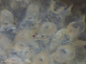  ( - HMSC174_01351)  @11 [ ] CreativeCommons - Attribution Share-Alike (2025) Unspecified Huntsman Marine Science Centre