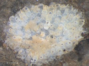  ( - HMSC174_01351)  @11 [ ] CreativeCommons - Attribution Share-Alike (2025) Unspecified Huntsman Marine Science Centre