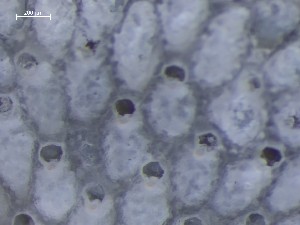  ( - HMSC174_01356)  @11 [ ] CreativeCommons - Attribution Share-Alike (2025) Unspecified Huntsman Marine Science Centre