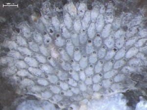  ( - HMSC174_01356)  @11 [ ] CreativeCommons - Attribution Share-Alike (2025) Unspecified Huntsman Marine Science Centre