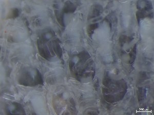  ( - HMSC174_01357)  @11 [ ] CreativeCommons - Attribution Share-Alike (2025) Unspecified Huntsman Marine Science Centre