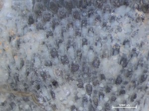  ( - HMSC174_01357)  @11 [ ] CreativeCommons - Attribution Share-Alike (2025) Unspecified Huntsman Marine Science Centre