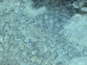  ( - HMSC174_01358)  @11 [ ] CreativeCommons - Attribution Share-Alike (2025) Unspecified Huntsman Marine Science Centre