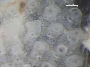  ( - HMSC174_01360)  @11 [ ] CreativeCommons - Attribution Share-Alike (2025) Unspecified Huntsman Marine Science Centre