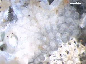  ( - HMSC174_01360)  @11 [ ] CreativeCommons - Attribution Share-Alike (2025) Unspecified Huntsman Marine Science Centre