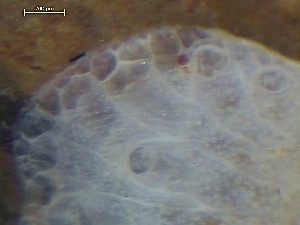  ( - HMSC174_01367)  @11 [ ] CreativeCommons - Attribution Share-Alike (2025) Unspecified Huntsman Marine Science Centre