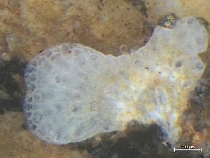  ( - HMSC174_01367)  @11 [ ] CreativeCommons - Attribution Share-Alike (2025) Unspecified Huntsman Marine Science Centre