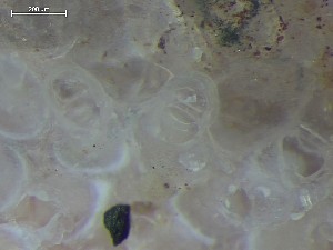  (Rhamphostomella radiatula - HMSC174_01374)  @11 [ ] CreativeCommons - Attribution Share-Alike (2025) Unspecified Huntsman Marine Science Centre