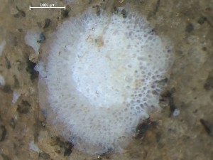  ( - HMSC174_01380)  @11 [ ] CreativeCommons - Attribution Share-Alike (2025) Unspecified Huntsman Marine Science Centre