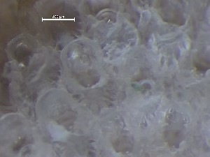  (Rhamphostomella plicata - HMSC174_01383)  @11 [ ] CreativeCommons - Attribution Share-Alike (2025) Unspecified Huntsman Marine Science Centre