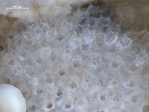  ( - HMSC174_01383)  @11 [ ] CreativeCommons - Attribution Share-Alike (2025) Unspecified Huntsman Marine Science Centre