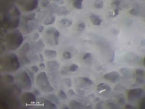  ( - HMSC174_01393)  @11 [ ] CreativeCommons - Attribution Share-Alike (2025) Unspecified Huntsman Marine Science Centre