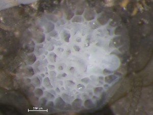  ( - HMSC174_01393)  @11 [ ] CreativeCommons - Attribution Share-Alike (2025) Unspecified Huntsman Marine Science Centre