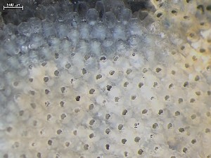  ( - HMSC174_01398)  @11 [ ] CreativeCommons - Attribution Share-Alike (2025) Unspecified Huntsman Marine Science Centre