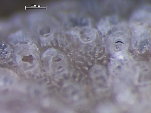  ( - HMSC174_01402)  @11 [ ] CreativeCommons - Attribution Share-Alike (2025) Unspecified Huntsman Marine Science Centre