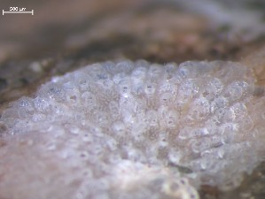  ( - HMSC174_01402)  @11 [ ] CreativeCommons - Attribution Share-Alike (2025) Unspecified Huntsman Marine Science Centre