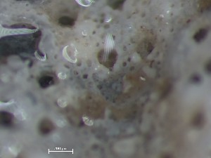  ( - HMSC174_01405)  @11 [ ] CreativeCommons - Attribution Share-Alike (2025) Unspecified Huntsman Marine Science Centre