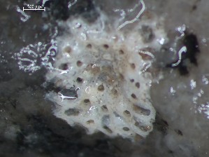  ( - HMSC174_01405)  @11 [ ] CreativeCommons - Attribution Share-Alike (2025) Unspecified Huntsman Marine Science Centre