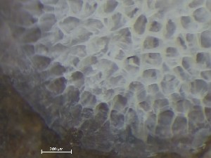  ( - HMSC174_01408)  @11 [ ] CreativeCommons - Attribution Share-Alike (2025) Unspecified Huntsman Marine Science Centre