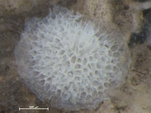  ( - HMSC174_01408)  @11 [ ] CreativeCommons - Attribution Share-Alike (2025) Unspecified Huntsman Marine Science Centre