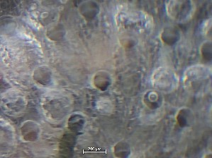  ( - HMSC174_01409)  @11 [ ] CreativeCommons - Attribution Share-Alike (2025) Unspecified Huntsman Marine Science Centre