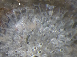  ( - HMSC174_01409)  @11 [ ] CreativeCommons - Attribution Share-Alike (2025) Unspecified Huntsman Marine Science Centre